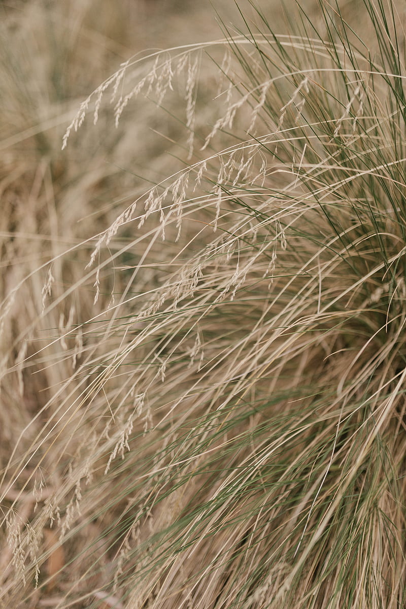 grass, plants, dry, macro, HD phone wallpaper