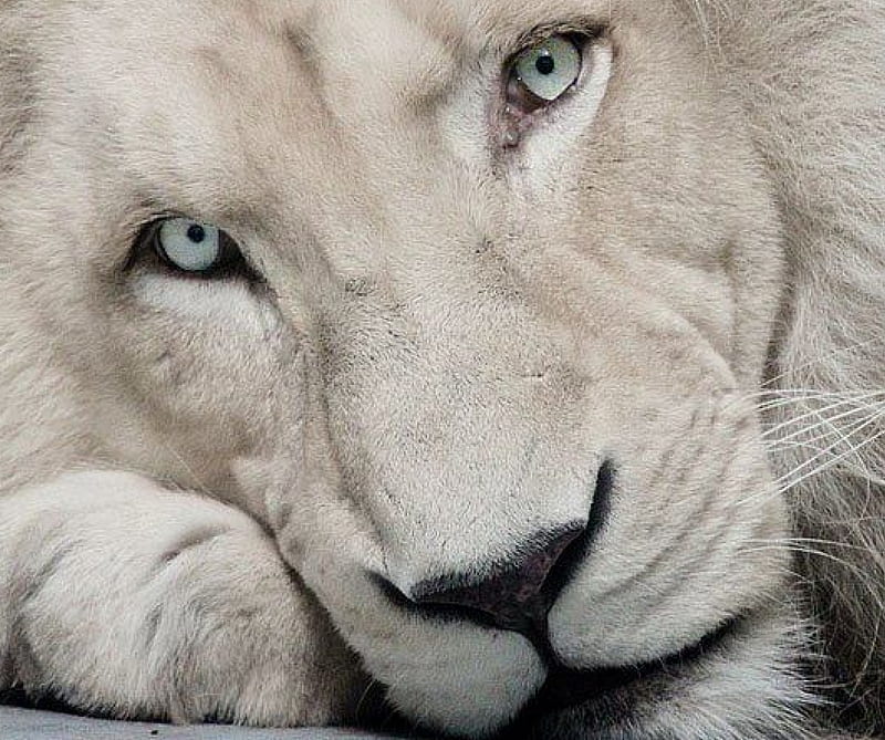 White Lion, animals, big cats, lions, HD wallpaper | Peakpx