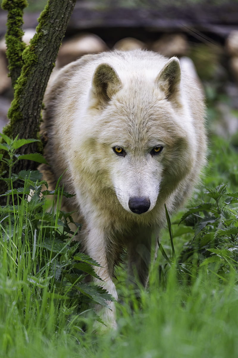 polar wolf, movement, predator, grass, HD phone wallpaper