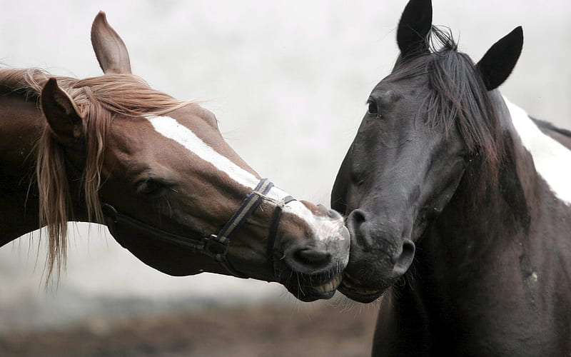 Caballos enamorados, 2 caballos, caballos bebé, caballos, Fondo de pantalla  HD | Peakpx