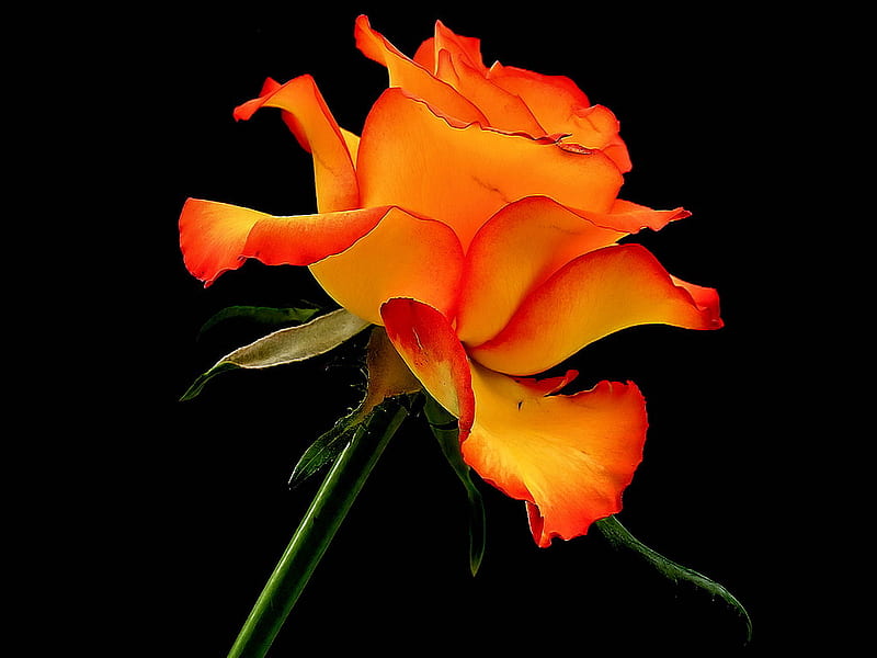 Hãy khám phá vẻ đẹp tuyệt vời của hoa hồng, loài hoa thể hiện tình yêu và sự lãng mạn. Bức ảnh sắc nét sẽ khiến bạn trầm trồ thích thú khi ngắm nhìn nó.
