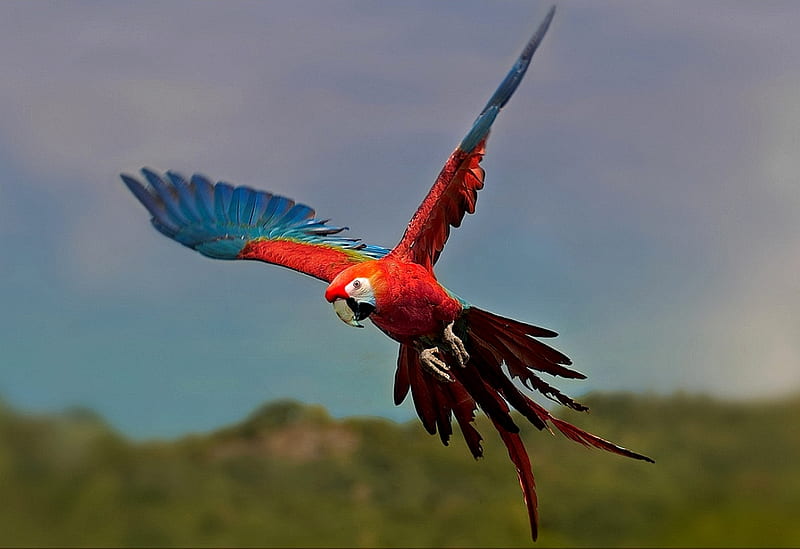 COLORFUL PARROT, colorful, fly, wingspan, bonito, parrot, HD wallpaper