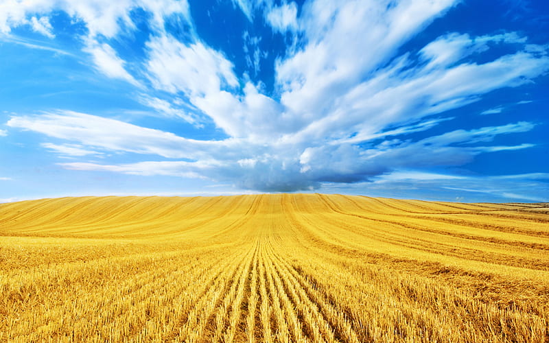 Golden Harvest, gold, harvest, wheat, fields, clouds, blue, HD wallpaper