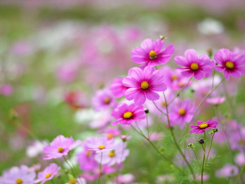 cosmos grass, blurry, grass, flowers, nature, pink, glare, field, HD wallpaper