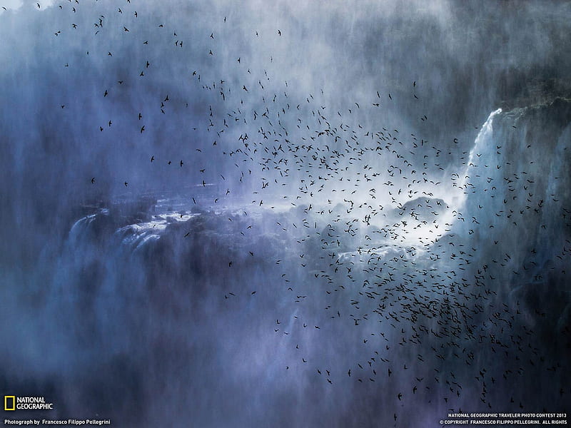 Swifts Iguazu Falls-National Geographic, HD wallpaper