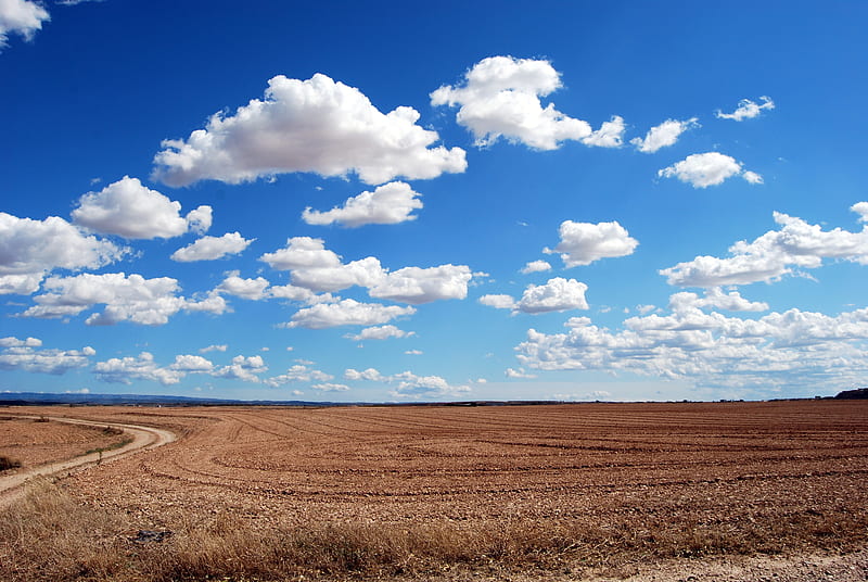 Brown Field and Blue Sky, HD wallpaper