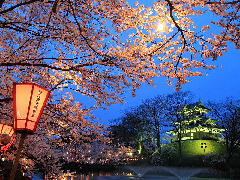 Japanese Night Beauty, lamp, home, sky, asia, lake, cherry blossom, lights, tree, japan, night, HD wallpaper