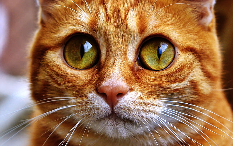 Ginger Scottish Fold, close-up, cat with yellow eyes, domestic cat, pets, Scottish Fold, ginger cat, cute animals, cats, Scottish Fold Cat, HD wallpaper