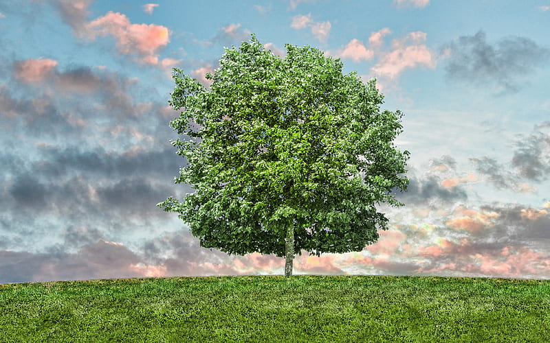 green tree, blue sky, eco concepts, beautiful tree, environment, summer, HD wallpaper