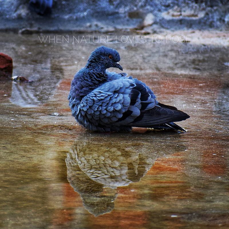 Reflection, bird, birds, dove, nature, pigeon, pigeons, wild, HD phone wallpaper