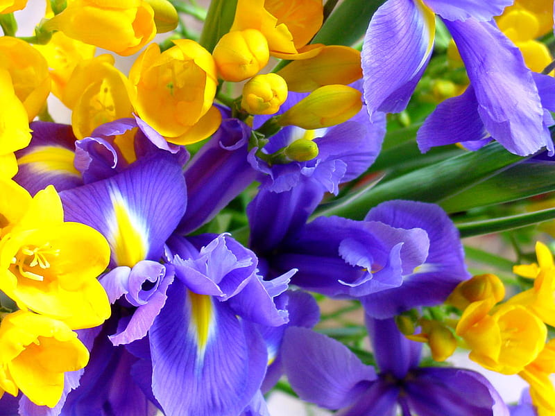 Orchidea, orchids, purple, flowers, yellow, nature, spring, HD wallpaper
