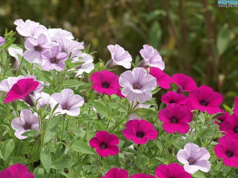 ~Colorful Petunias~, lovely, purple, flowers, nature, spring, petals, petunias, HD wallpaper