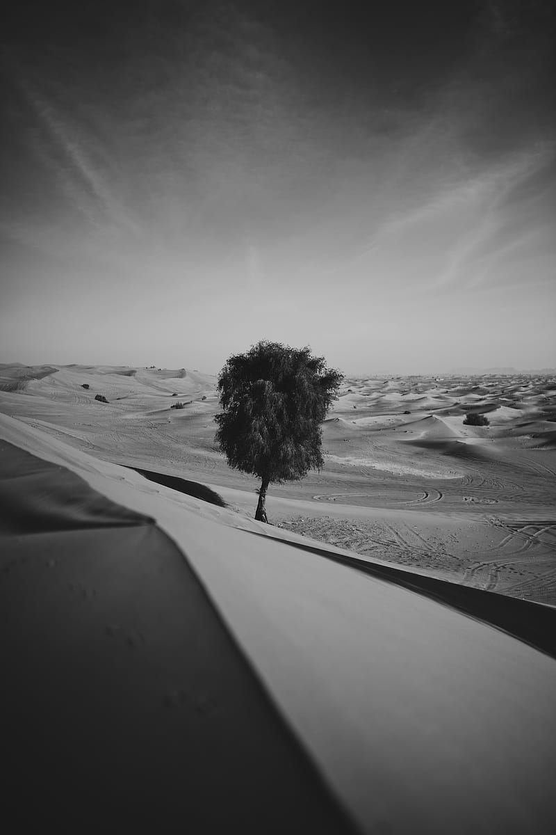desert, tree, dunes, sand, lonely, bw, HD phone wallpaper