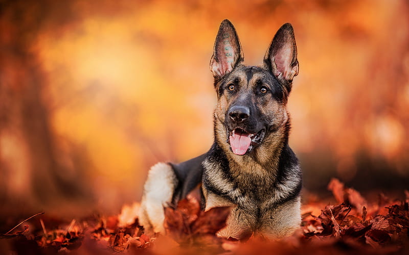 German Shepherd, autumn, forest, pets, cute animals, bokeh, dogs, German Shepherd Dog, HD wallpaper