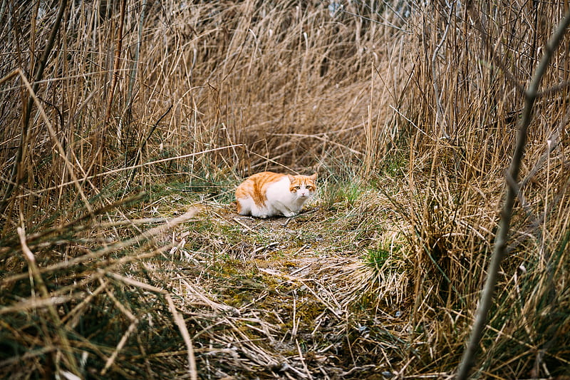 adult orange tabby cat surrounded by dried plants, HD wallpaper