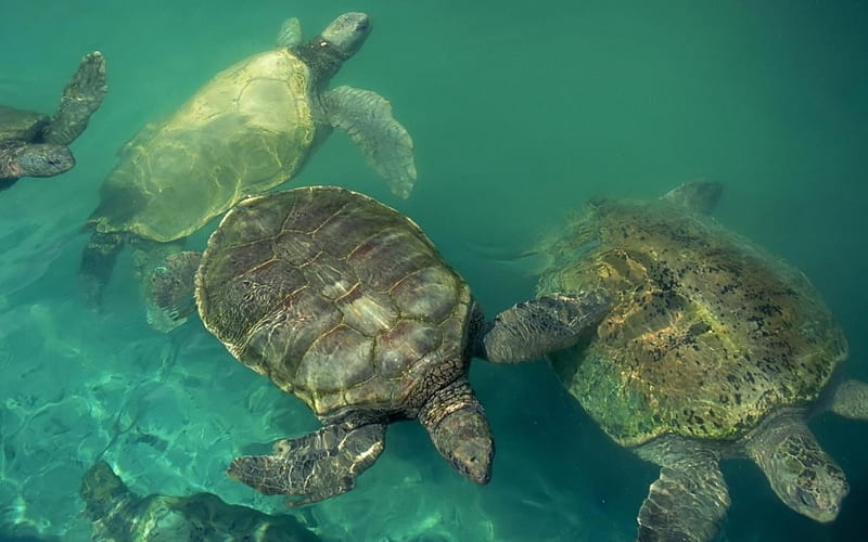 Hawaiian Green Sea Turtles, Hawaii, Sealife, Oceans, Underwater, Green Turtles, Nature, HD wallpaper