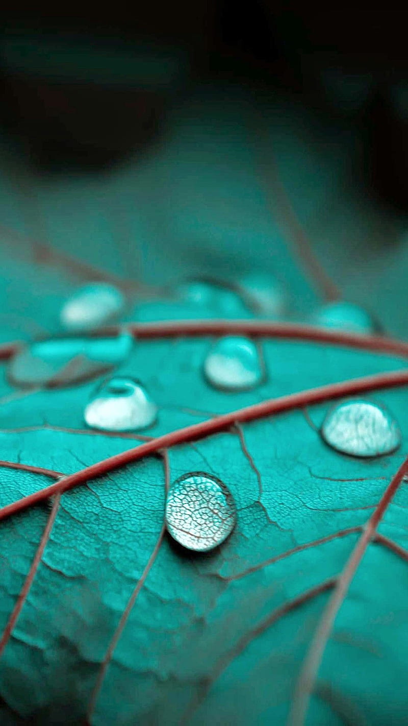 Water Drops, bonito, closeup, leaf, macro, pretty, HD phone wallpaper