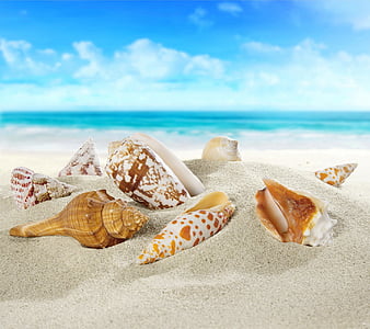 HD seashells in the sand wallpapers | Peakpx