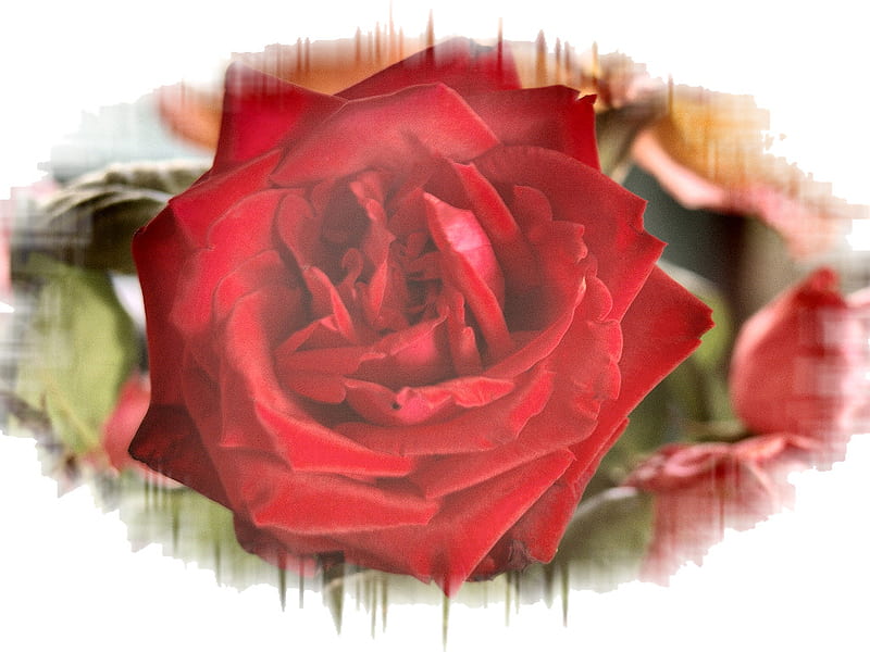 Red Velvety Rose , graphy, rose, romance, love, flower, beauty, floral, HD wallpaper
