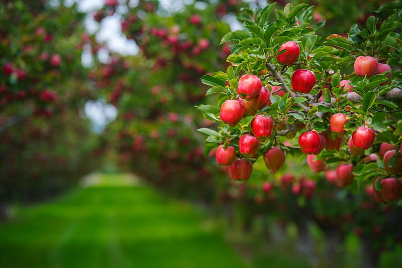 Apples, livada, green, fruit, red, apple, tree, sea, HD wallpaper