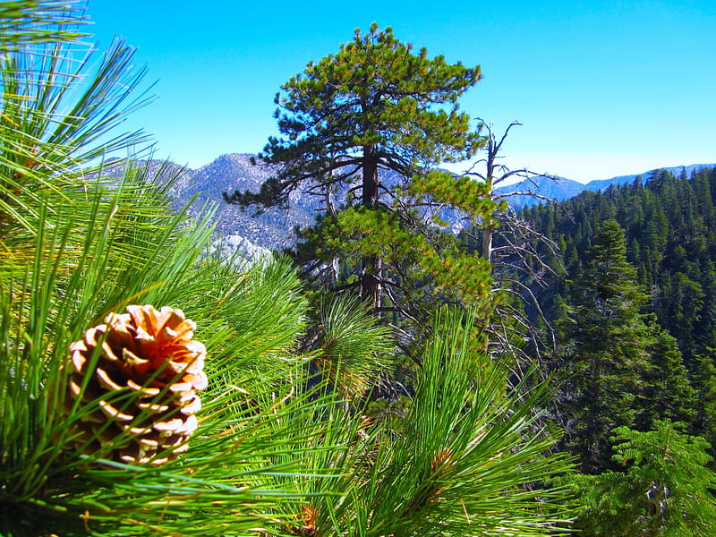 Pine Cone and trees on a Mountain Side., bonito, Shining, Natural, Colorful, HD wallpaper