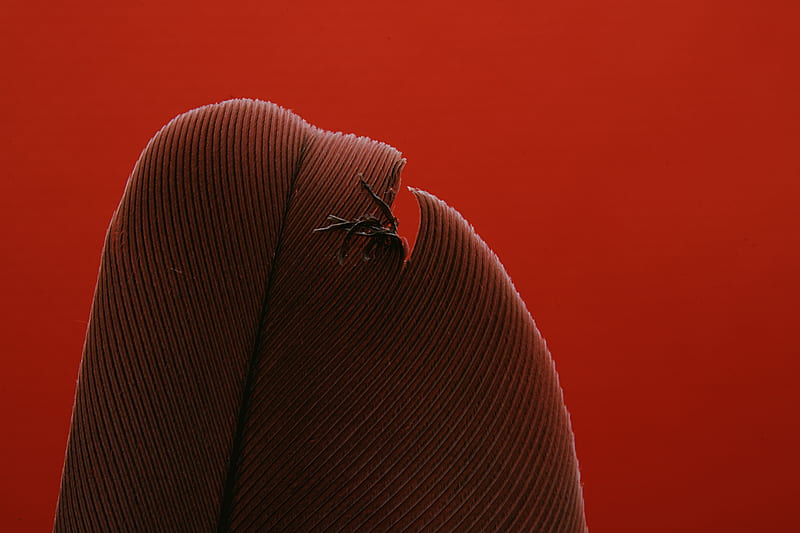 Black insect on persons lap, HD wallpaper | Peakpx