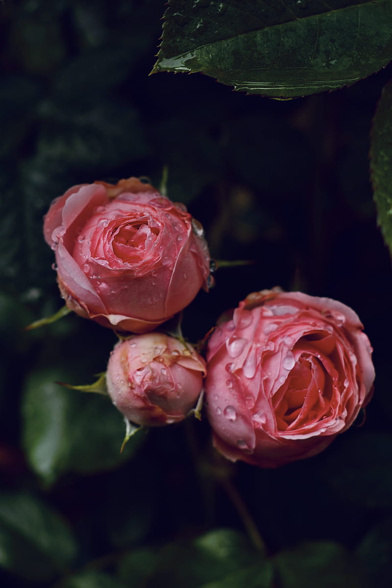 Pink Roses In Bloom, HD phone wallpaper