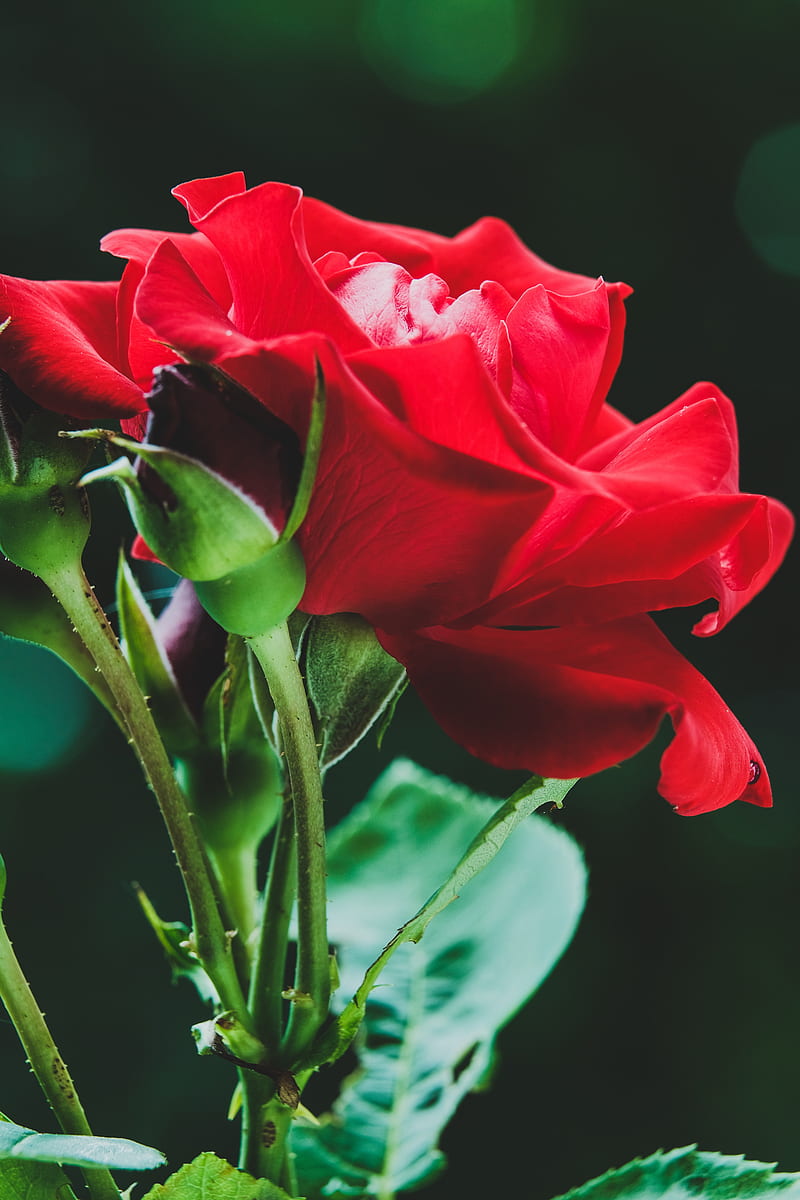 rose, red, flower, buds, macro, HD phone wallpaper