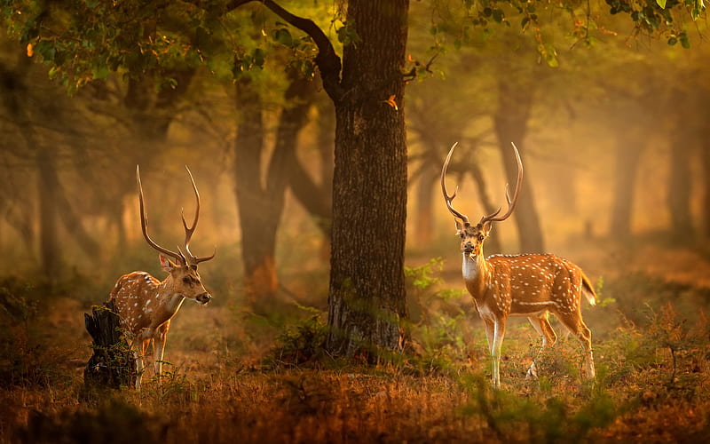 Spotted Deers Ranthambore National Park India Bing, HD wallpaper