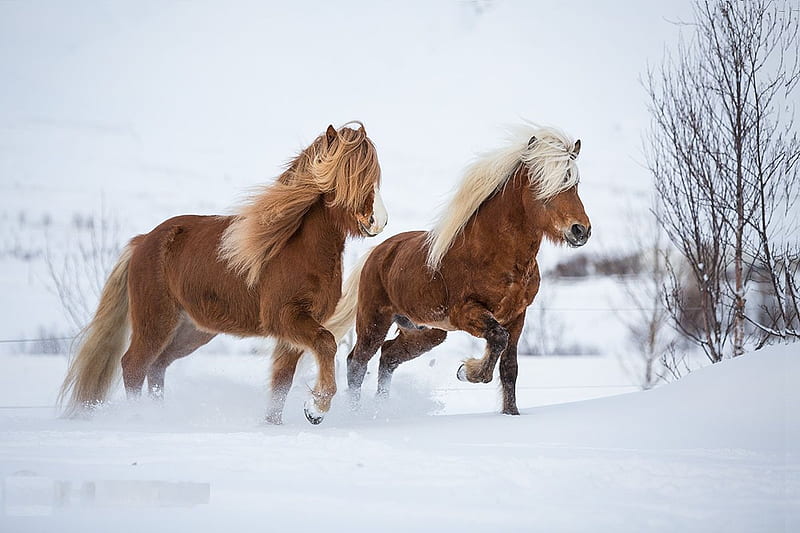 Icelandic Horses, tree, snow, landscape, winter, HD wallpaper