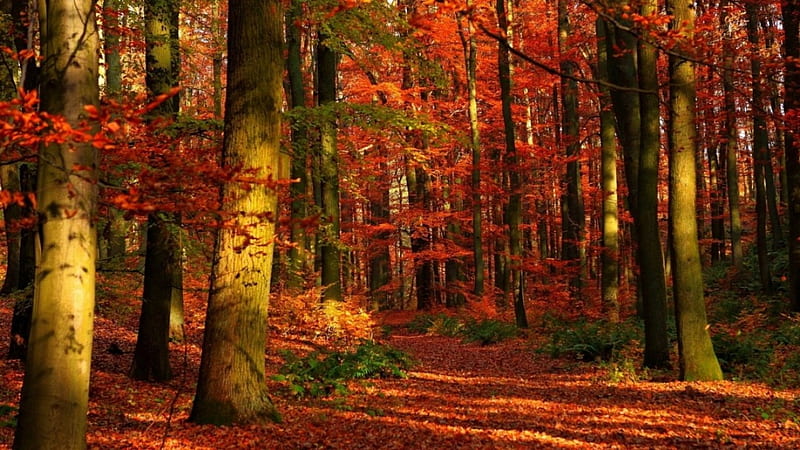 Autumn woods, Fall, Colours, Woods, Autumn, HD wallpaper