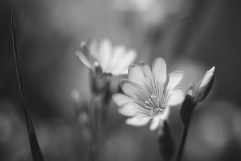 lewisia, flower, petals, black and white, HD wallpaper