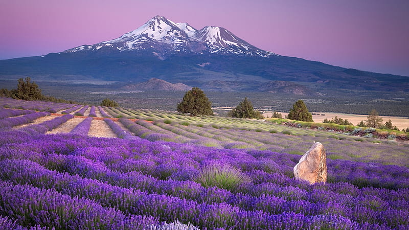 Mount fuji above, fuji, moun, snow, mountian, below, lavender, above, HD wallpaper