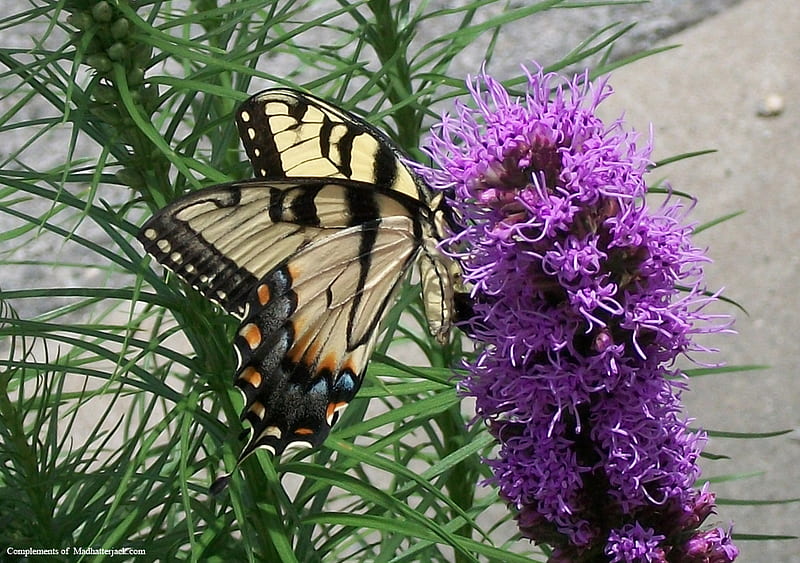 Butterfly (Papilio machaon) Feeding, yellow butterfly, butterfly on flower, butterfly, papilio machaon, HD wallpaper