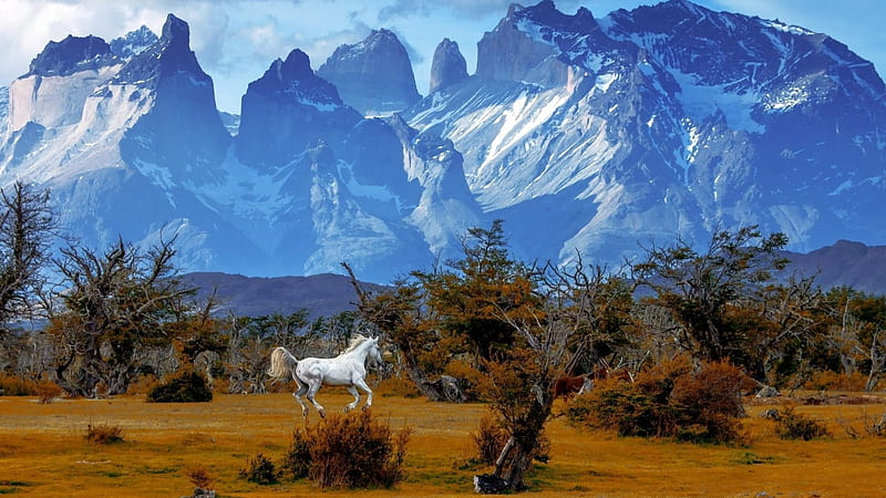 Wild horse in Patagonian landscape, Landscape, Horse, Mountains, Trees, Torres del Paine, Chile, Patagonia, Autumn, HD wallpaper