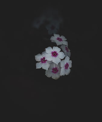 Flowers, black, dark, flower, good morning, love, morning, nature, sad, HD  phone wallpaper | Peakpx