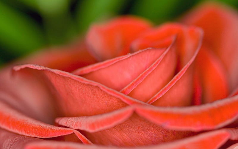 velvet rose-beautiful flowers, HD wallpaper