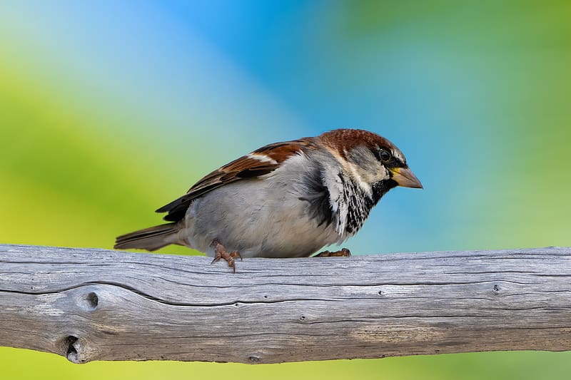 sparrow, beak, bird, log, tree, HD wallpaper