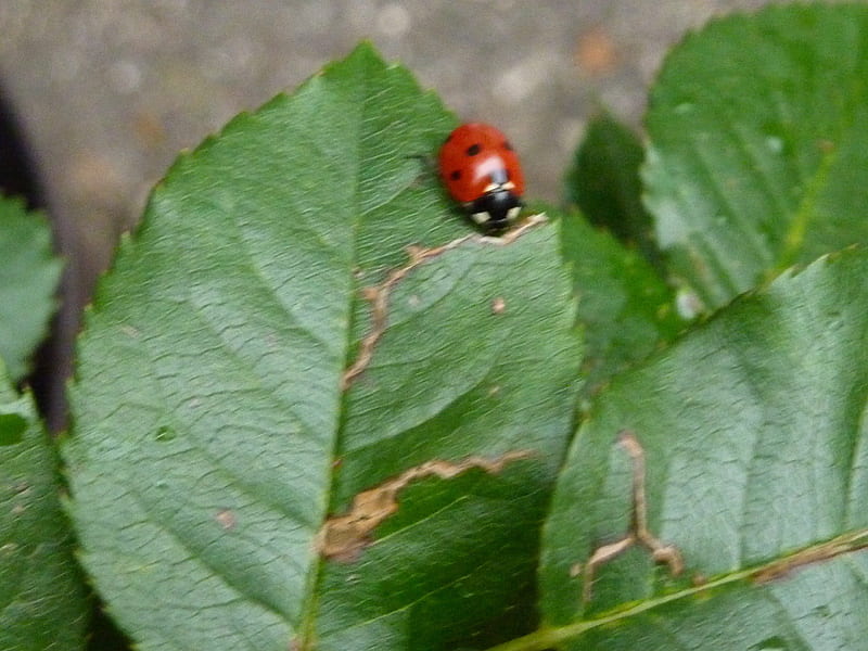 Ladybug on Rose Leaf, ladybug, nature, green, leaf, HD wallpaper