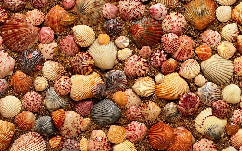 beach, shell, texture, HD wallpaper