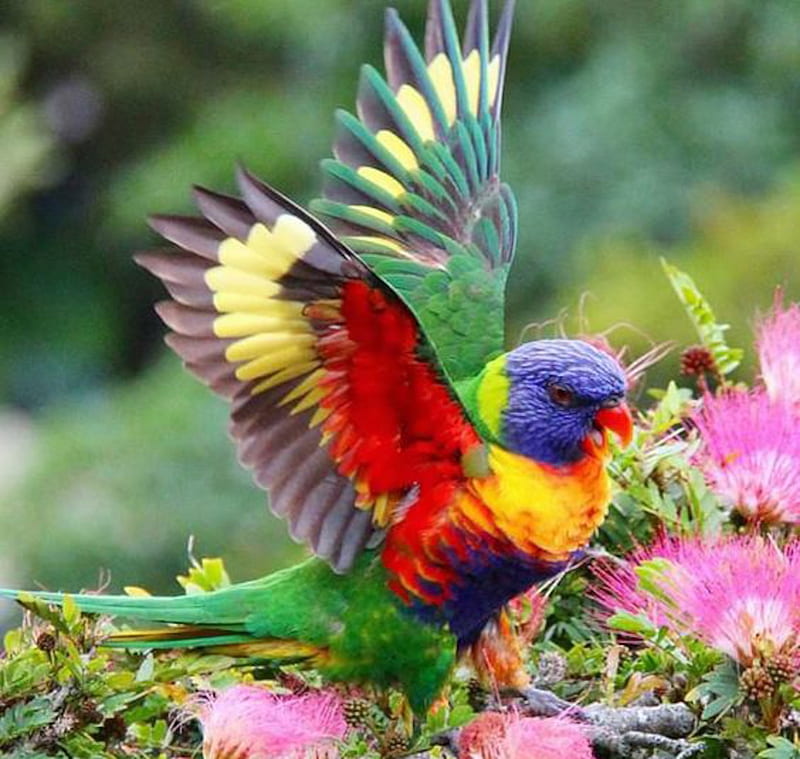 Rainbow Lorikeet, lorikeet, wings, bird, flowers, parrot, animal, HD wallpaper
