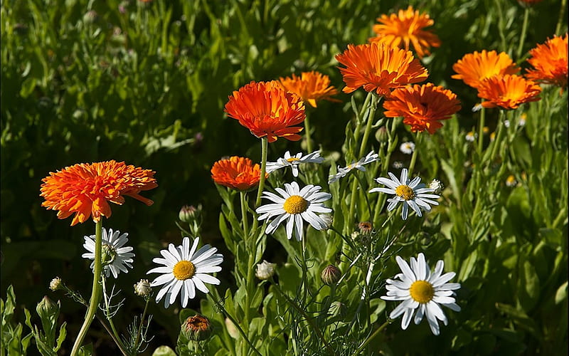 Daisies and Marigolds, Latvia, flowers, marigolds, daisies, HD wallpaper