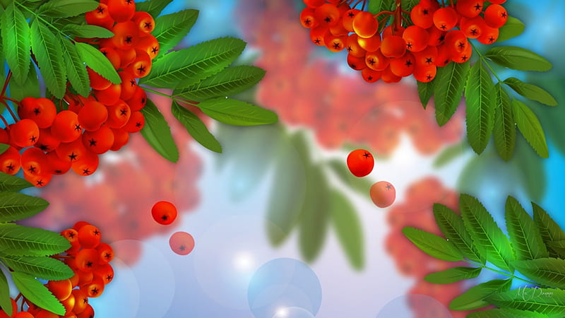 Mountain Ash Berries, fall, autumn, mountain ash, shine, tree, leaves, berries, bright, Firefox Persona theme, HD wallpaper