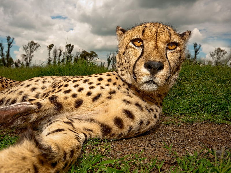 Cheetah, reclining, cat, africa, HD wallpaper