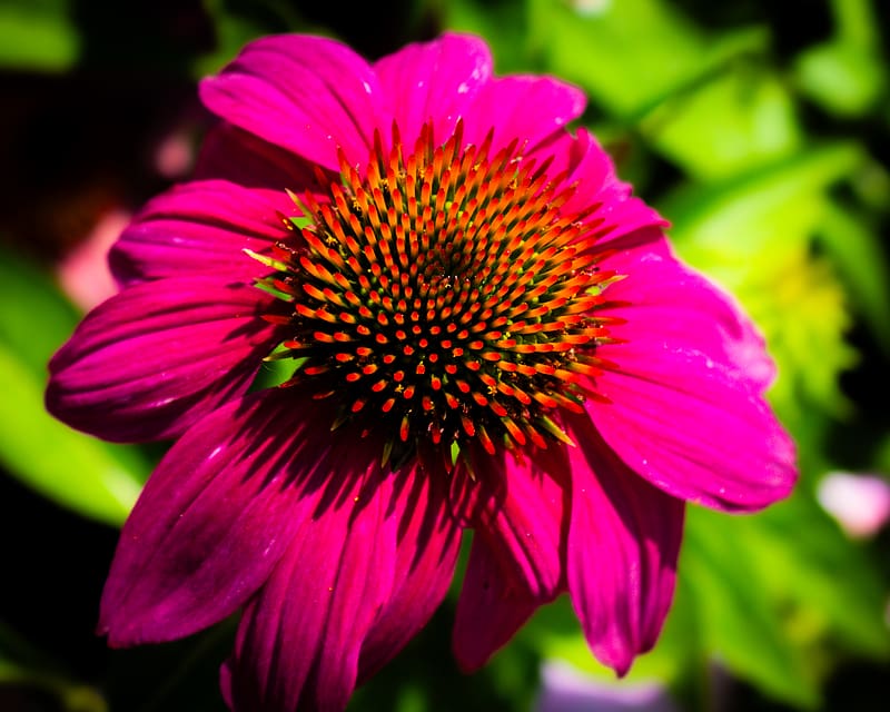 echinacea, purple, flower, petals, blur, HD wallpaper