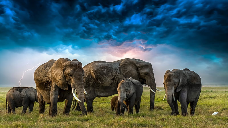Animal, Elephant, Baby Animal, Cloud, HD wallpaper