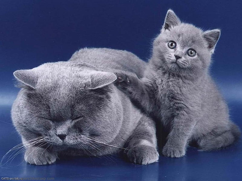 Mother and son, russian blue, mom, cat, mother, sweet, HD wallpaper