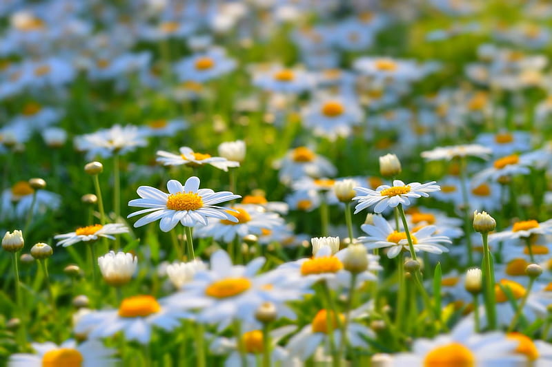 Bright and Happy Daisies, bloom, summer, beauty, nature, bonito, white,  daisy, HD wallpaper | Peakpx