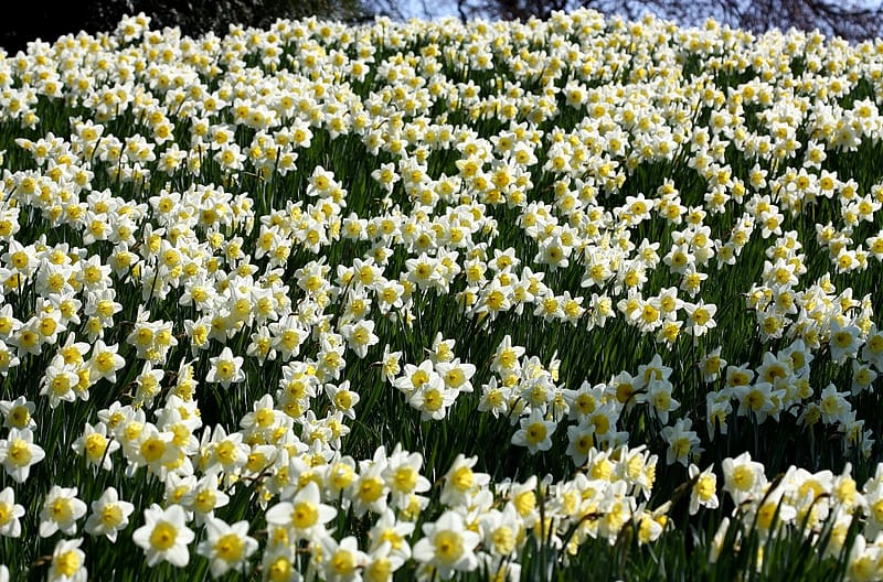 Flowers, Flower, , Narcissus, White Flower, Daffodil, HD wallpaper