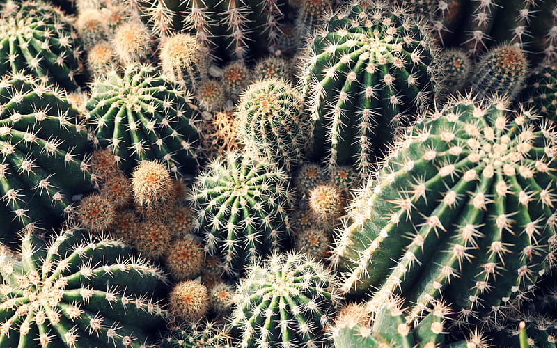 cactus, greenhouse, green cactus, flowers with needles, background with cactuses, HD wallpaper